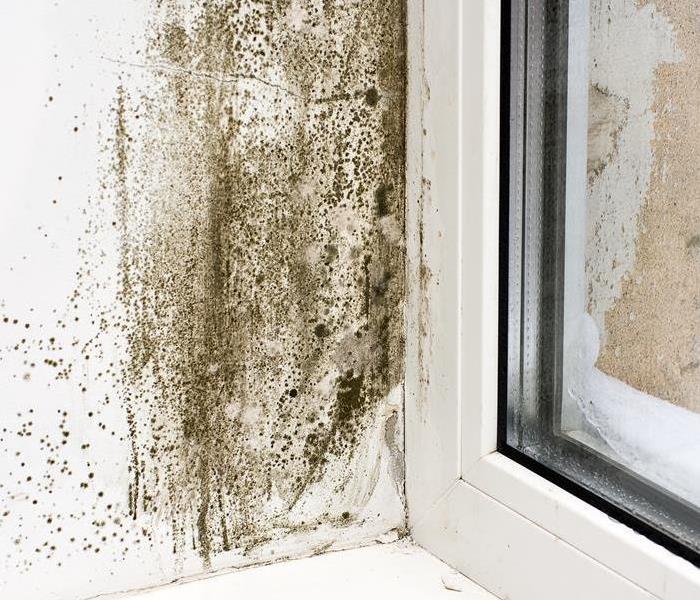 mold on wall near window